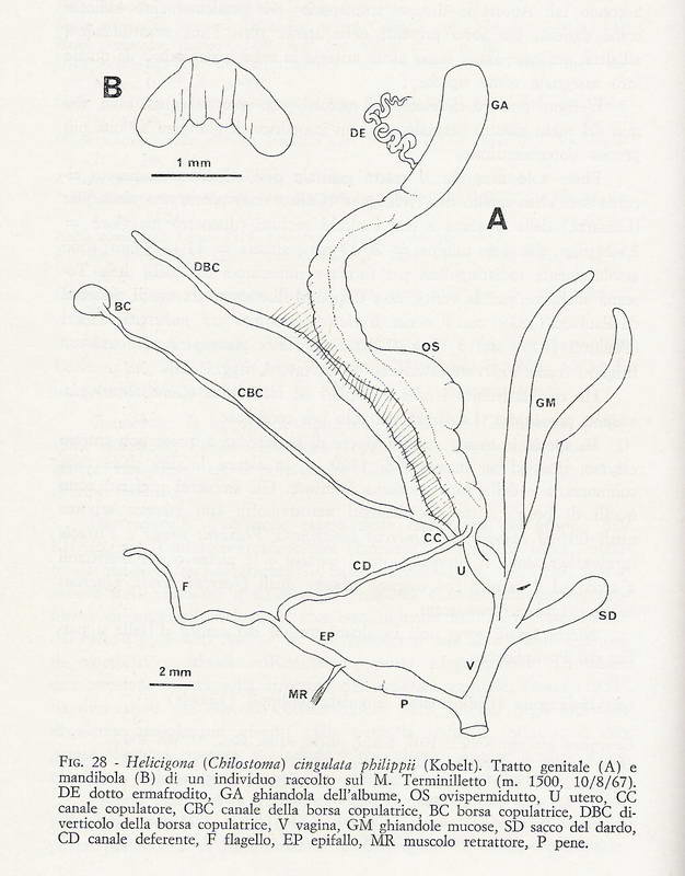 Cepaea (Cepaea) nemoralis (Linnaeus, 1758) dalla Germania